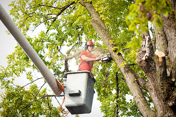 Tree Removal for Businesses